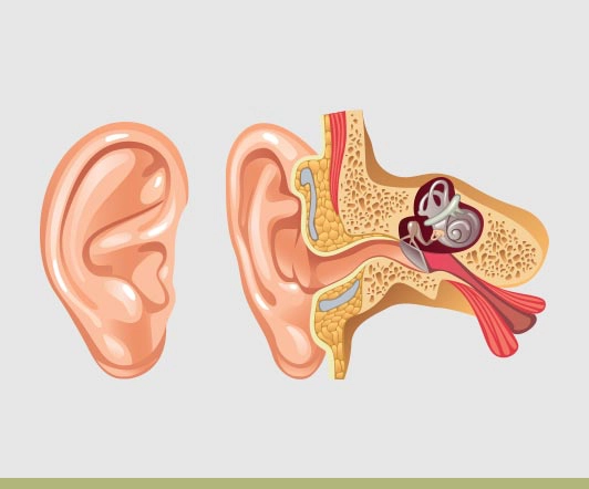 Microtia Ear Hearing