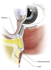 Eyelid Anatomy