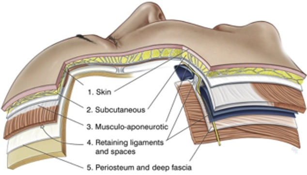 Facelift anatomy and skin layers