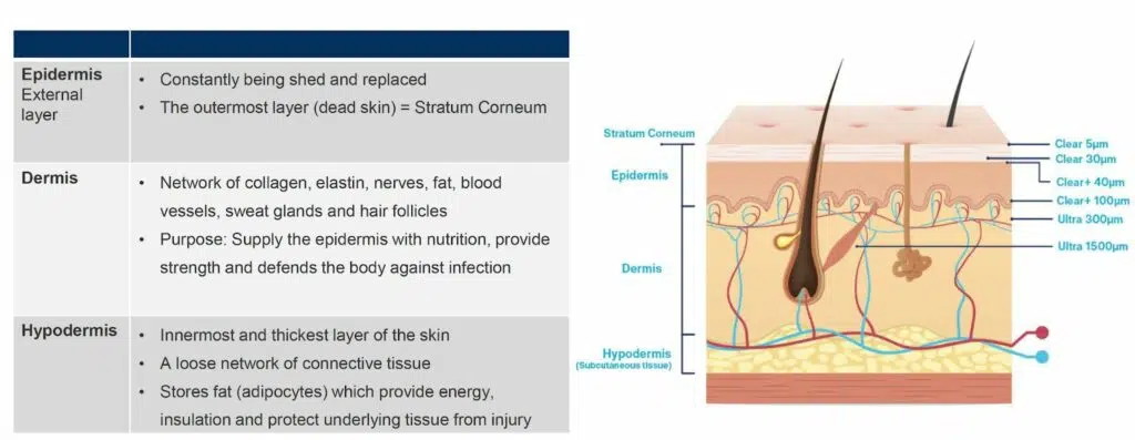 skin anatomy