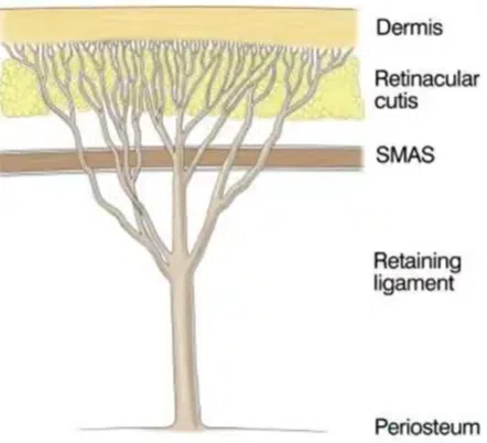 A tree-like diagram illustrating the structural layers of facial anatomy
