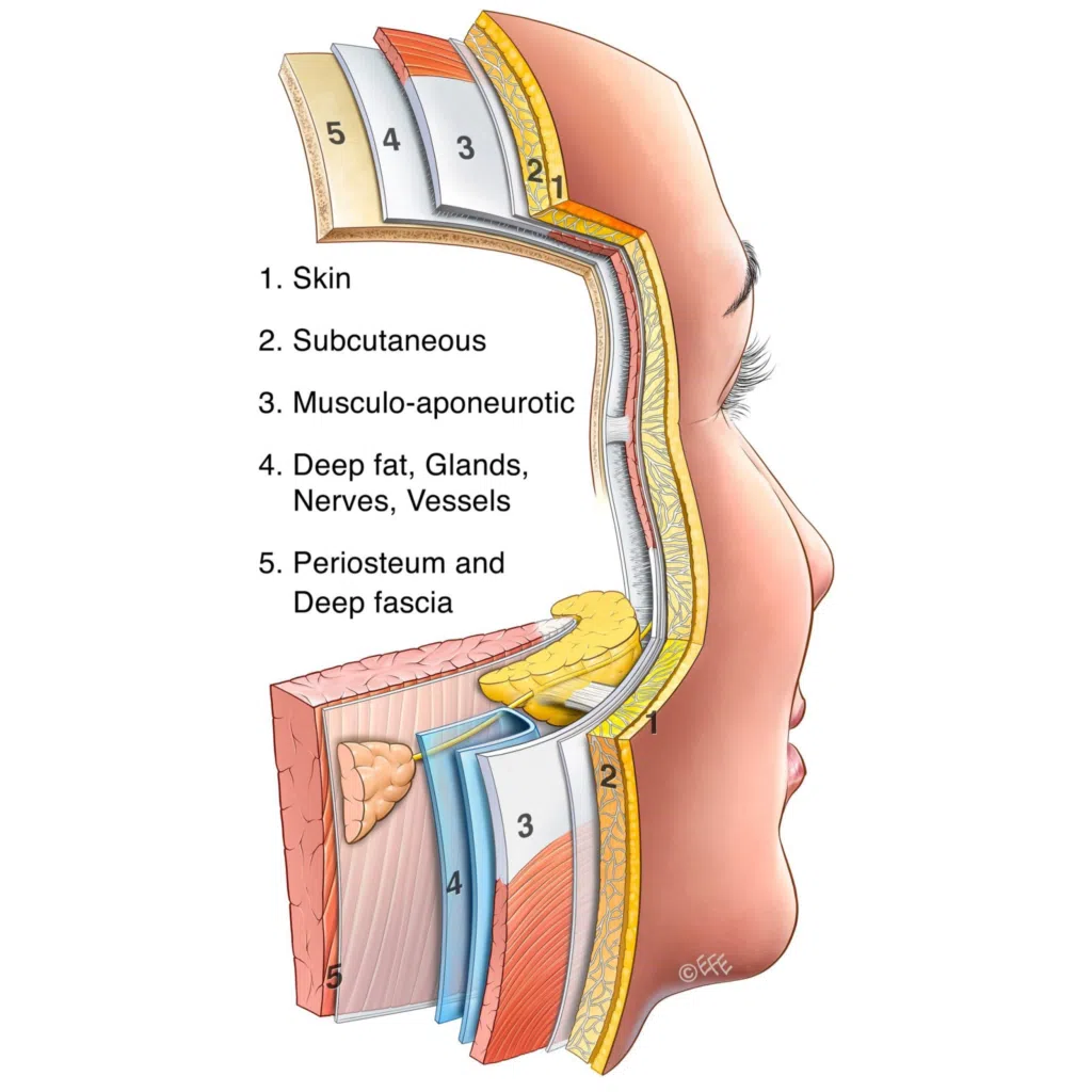 cross-sectional diagram detailing the five structural layers of the face