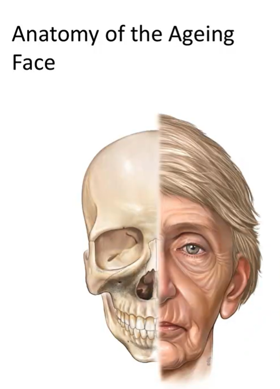 A side-by-side comparison of a human skull and an aging face