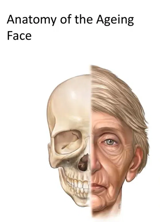 A side-by-side comparison of a human skull and an aging face